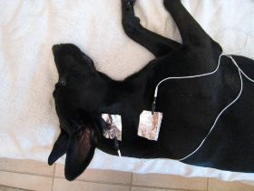 Hund2.jpg