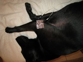 Hund3.jpg