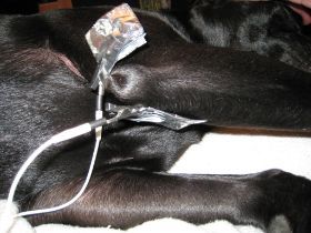 Hund4.jpg