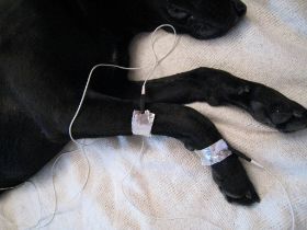 Hund_Sehnen.jpg