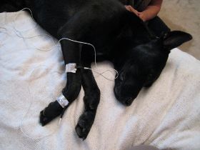 Hund_Sehnen_2.jpg